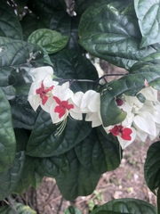 Clerodendrum thomsoniae