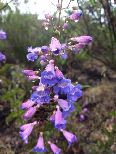 Penstemon spectabilis