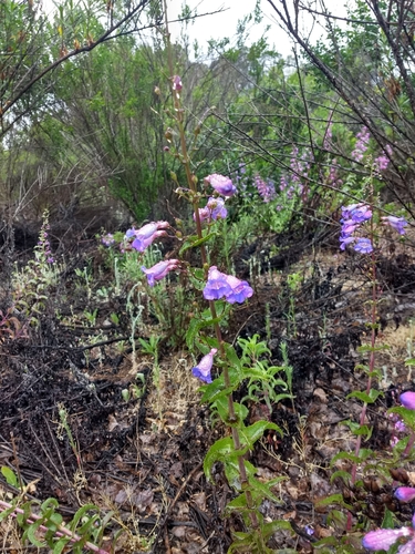 Penstemon spectabilis