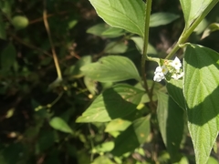 Lantana canescens