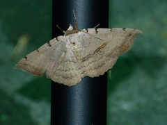 Spiloloma lunilinea