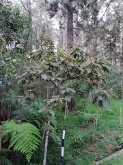 Saurauia ursina