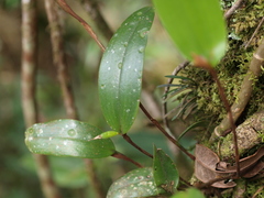 Pleurothallopsis microptera