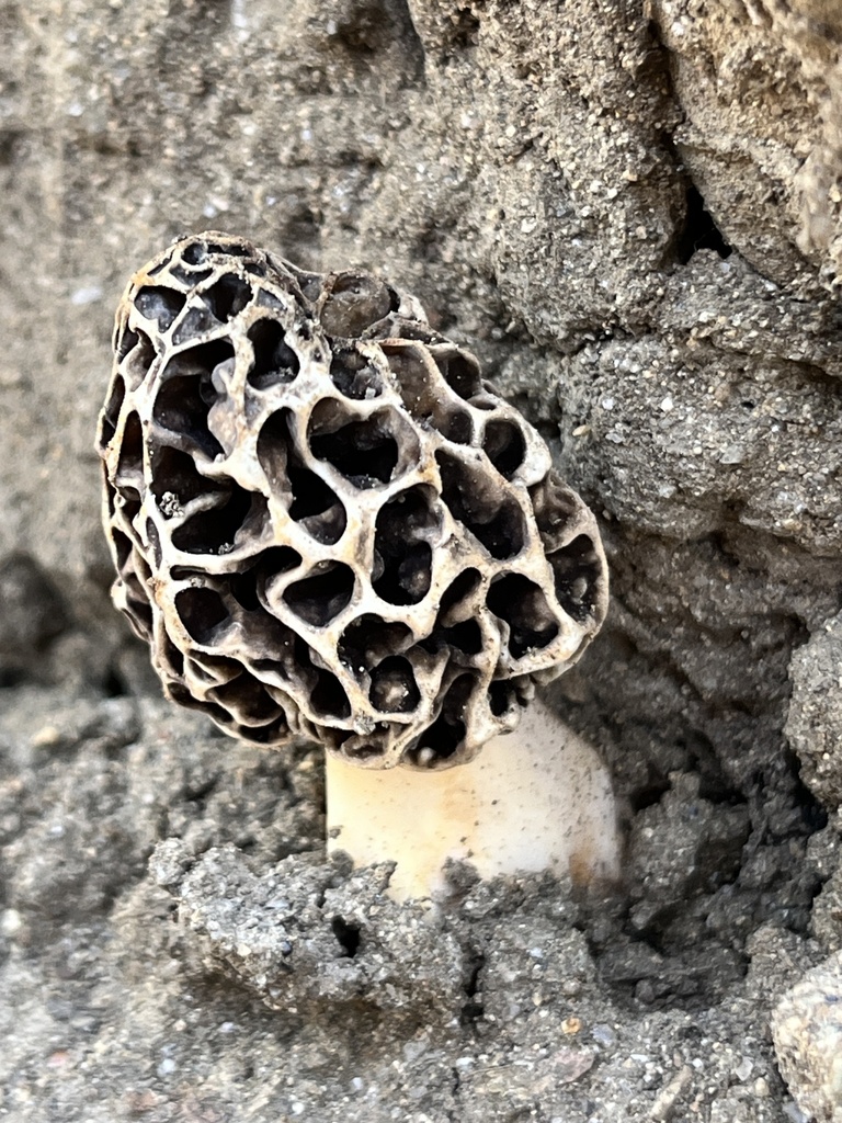An American yellow morel with a deeply pitted, honeycomb cap, growing from sandy soil