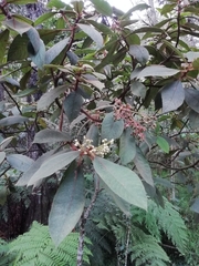 Saurauia ursina