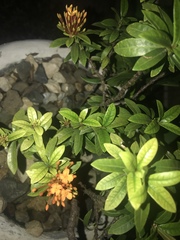 Ixora