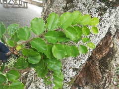 Phyllanthus acidus