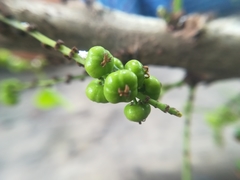 Phyllanthus acidus