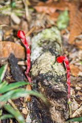 Monotropa coccinea