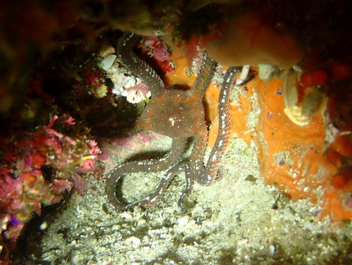 Brown Brittle Star, Frioul, Marseille, France, photo 8 of 10