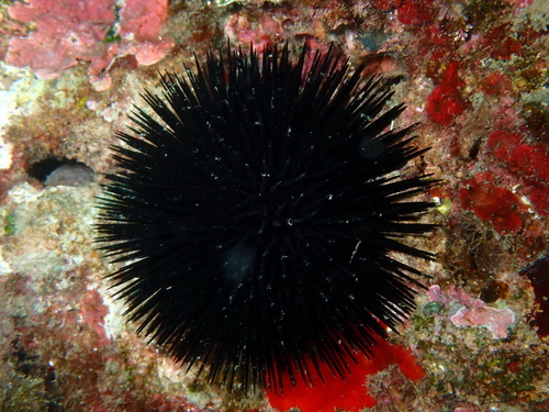 Photo of Black sea urchin (Arbacia lixula)
