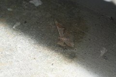 Krananda oliveomarginata