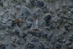 Pseudargyria interruptella