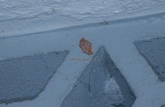 Nothomiza flavicosta