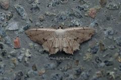 Dysaethria flavistriga