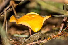 Hymenogloea papyracea