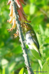 Zosterops palpebrosus