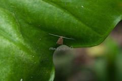 Lecitholaxa thiodora