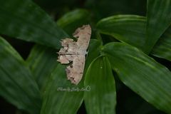 Dysaethria flavistriga