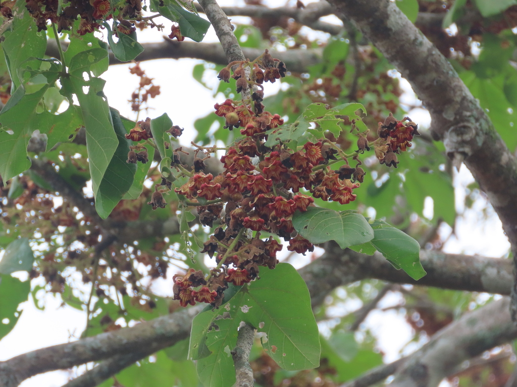 Kindal Tree from Guarumal, Provincia de Chiriquí, Panamá on April 27 ...