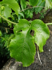 Passiflora edulis flavicarpa