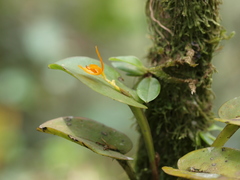 Acianthera casapensis