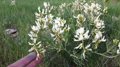 Astragalus pectinatus