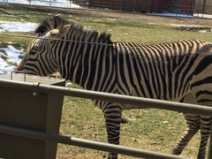 Equus zebra