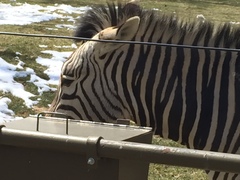 Equus zebra