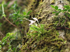 Masdevallia picturata