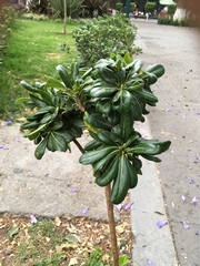 Magnoliopsida