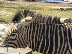 Equus zebra
