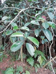 Blakea quadrangularis