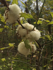 Callirhytis quercusoperator