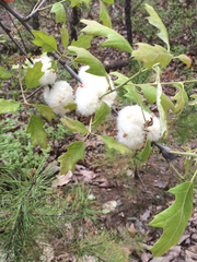 Callirhytis quercusoperator