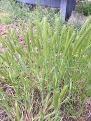 Hordeum pusillum