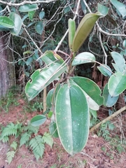 Blakea quadrangularis