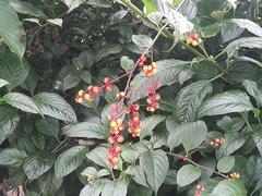 Pleuropetalum