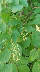 Prunus virginiana