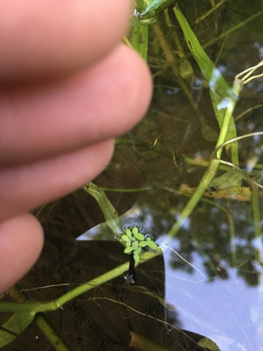 Lemna minor image