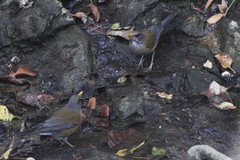 Turdus rufopalliatus graysoni