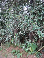 Blakea quadrangularis
