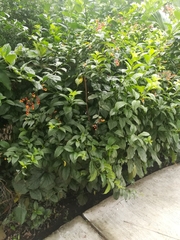 Pleuropetalum
