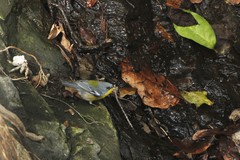 Setophaga pitiayumi insularis