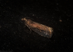 Cryptaspasma sordida