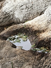Magnoliopsida