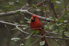 Cardinalis cardinalis mariae