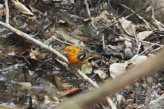 Piranga bidentata flammea