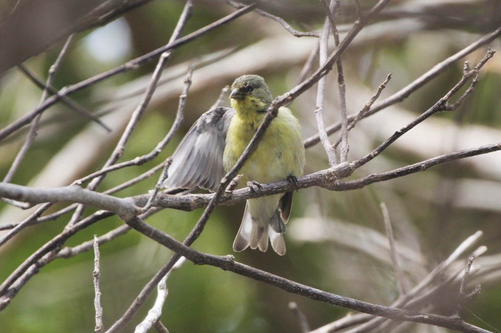 Lesser Goldfinch
