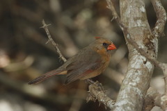Cardinalis cardinalis mariae